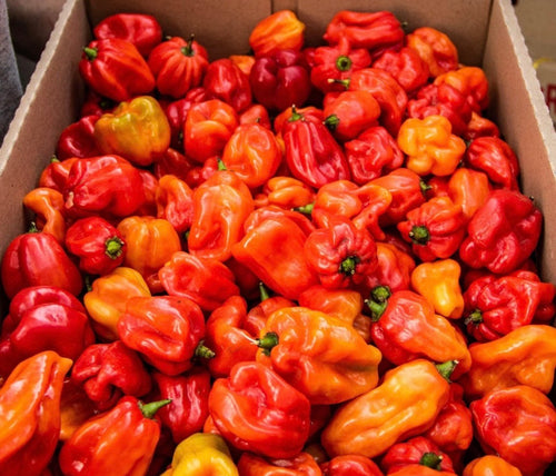 FKH  Rasta Blasta Hot Sauce  200ml